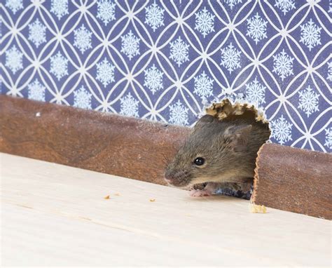 Mouse magoc repels mice